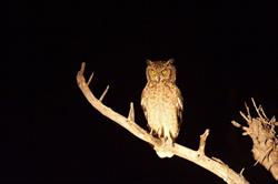 Full Moon Owl Prowl