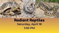 Radiant Reptiles