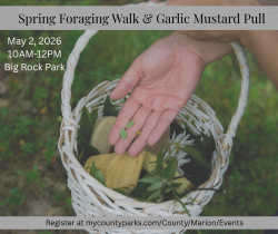 Spring Foraging Walk & Garlic Mustard Pull