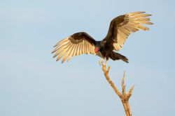 ECO-EXPLORERS: NATURE’S YUCKY