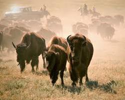 Buffalo Roundup