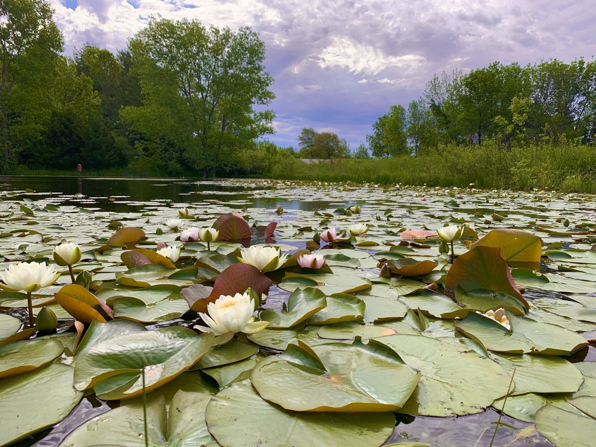 MT Pond