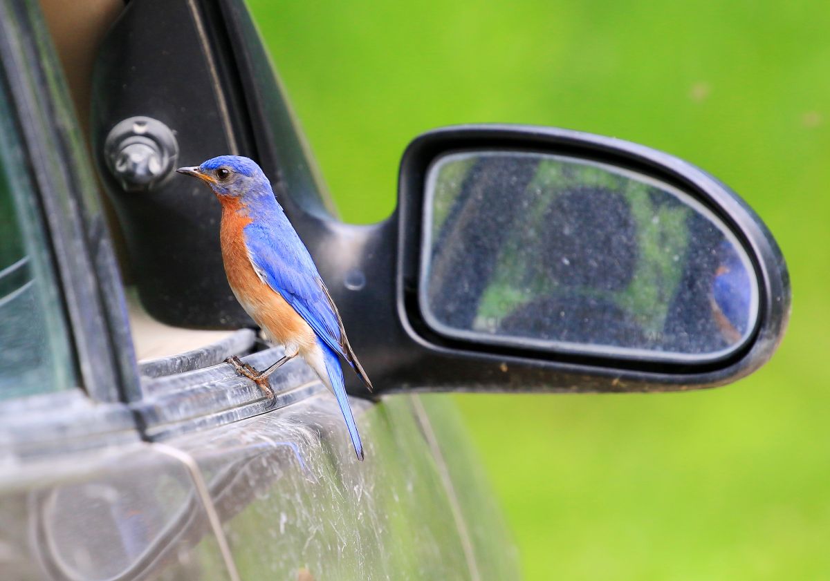 Eastern bluebird at Kendallville Campground