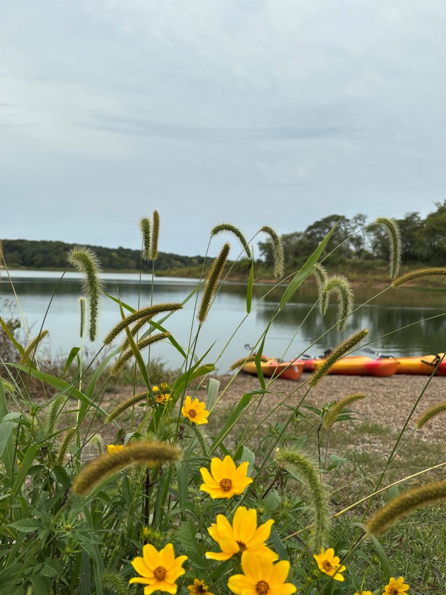 Kayaks in the background with Yellow Flowers and Grass in photo along shore