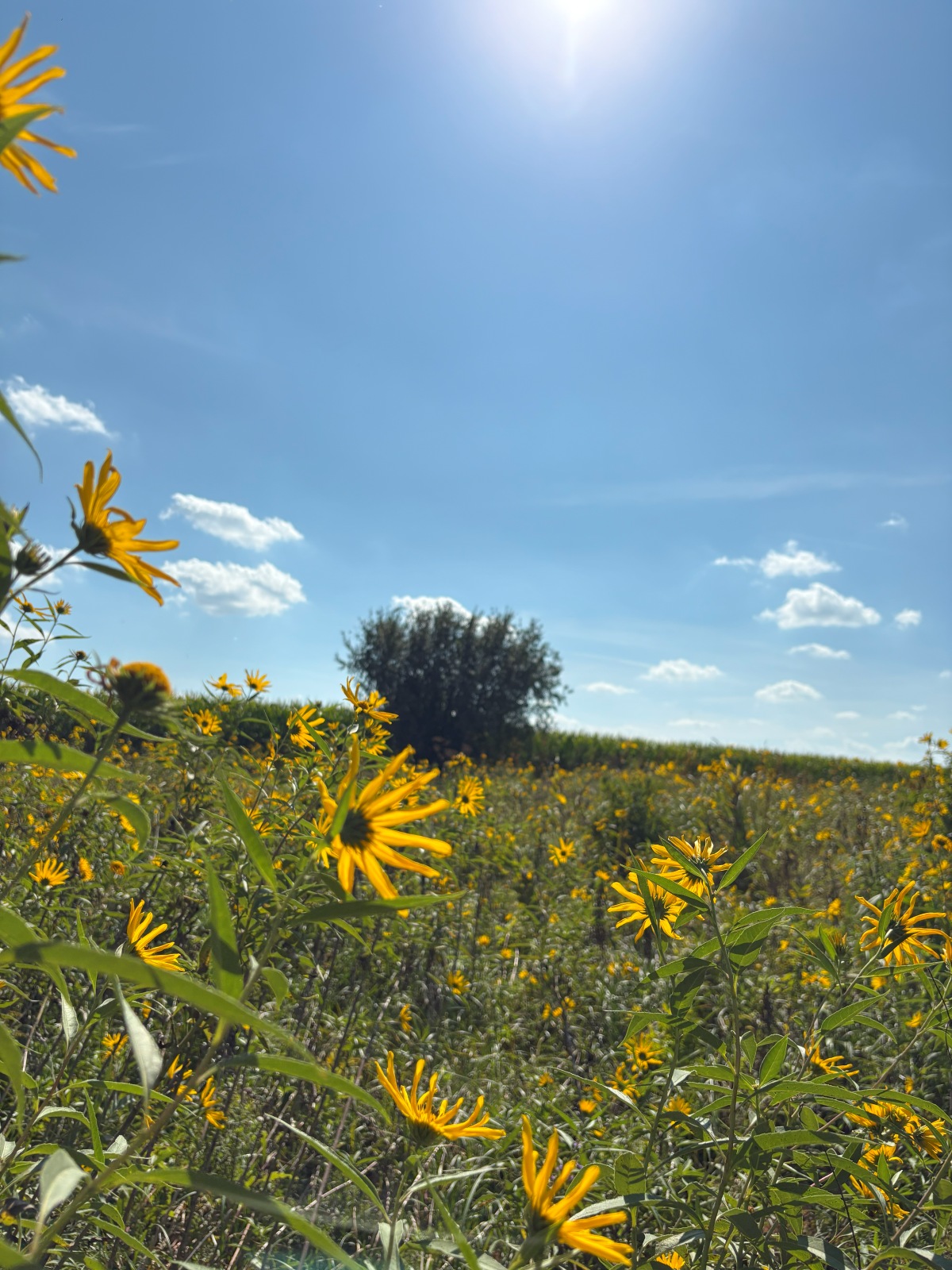 Brooks/Lease Prairie