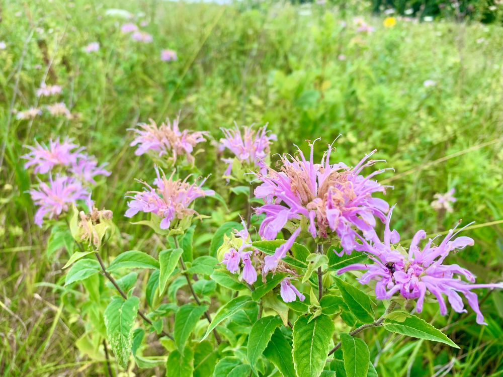 Correll Wildlife Area