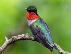 Global Migrations - Ruby Throated Hummingbird