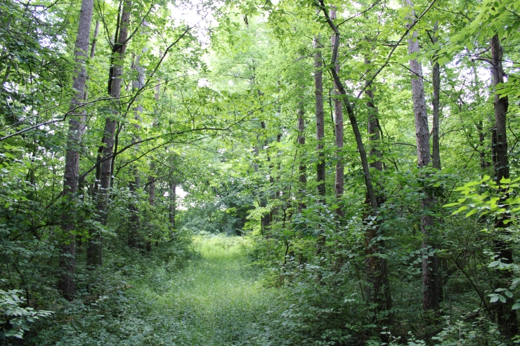 Overgrown path