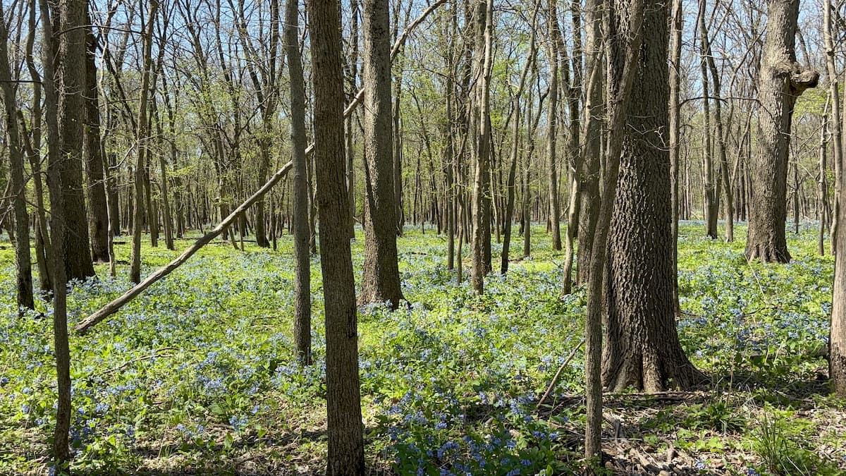 Mathers Woods in the spring