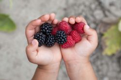 Eco Explorers: The Great Berry Hunt