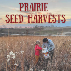 Prairie Seed Harvest
