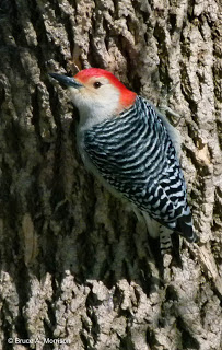 Red-bellied Male by Bruce Morrison of Morrison's Studio