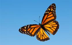 Monarch Mania