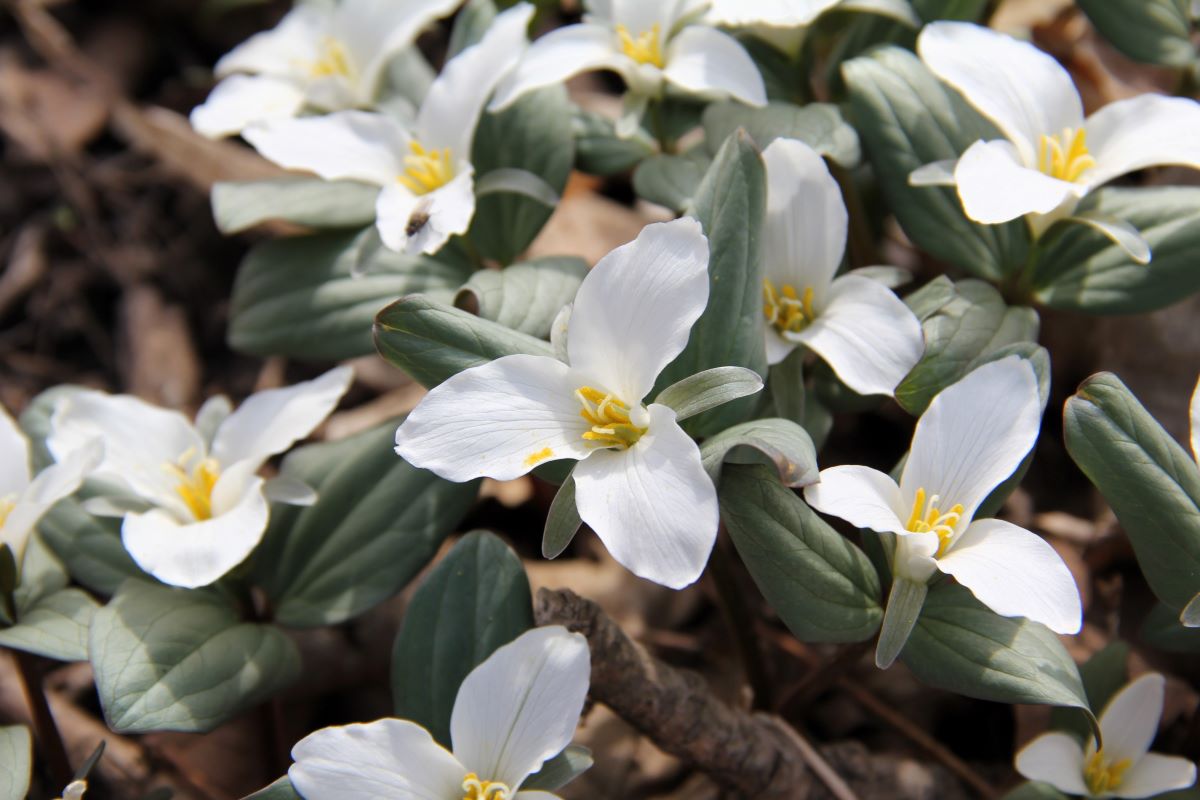 Snow Trillium