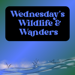Wednesday's Wildlife & Wanders - Creek Stomp!