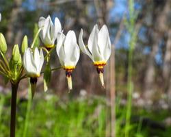 Family Nature Hike: Open-Air Adventure at Ennis Preserve