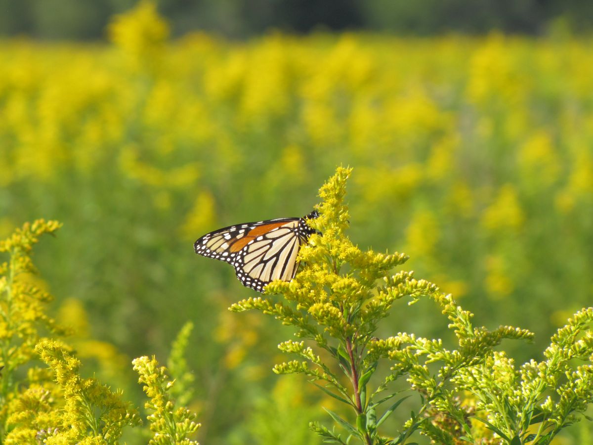 Little Wapsi Monarch Goldenrod