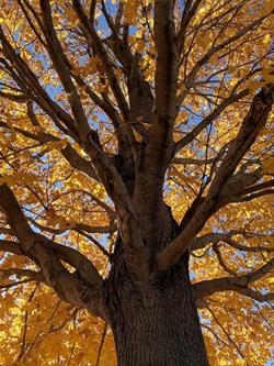 Fall Colors