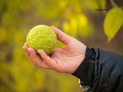 Brown Bag Bunch - From Ice Age to Hedgerows: The History of the Osage Orange