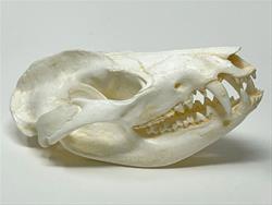 Nature Adventures for Homeschoolers - Skulls