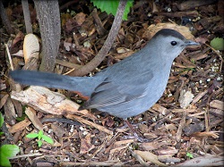 Fall Bird Walk with Wendy