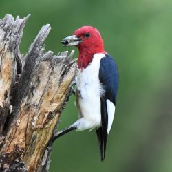 Knee-High Naturalists "Feathered Friends"