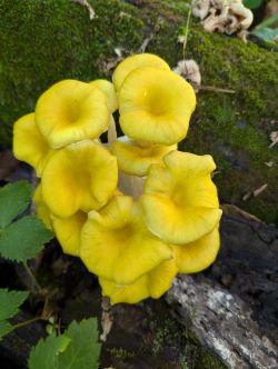 Safe Mushroom Field Day