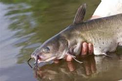 Catfishing Basics