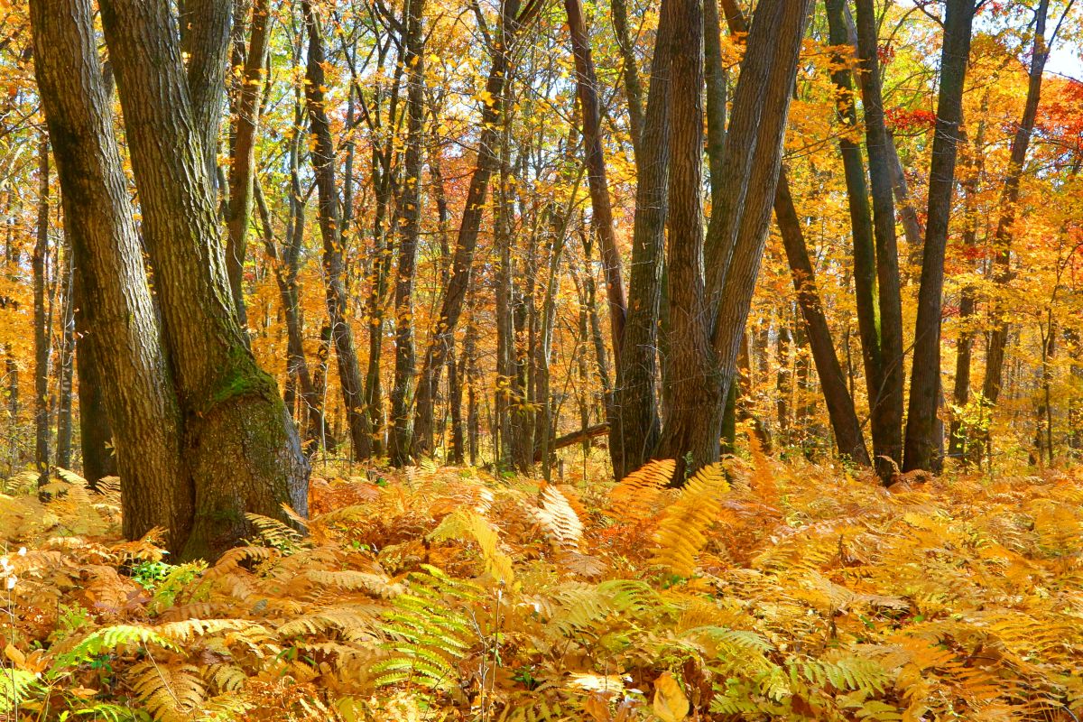 Fall color at Chimney Rock Park