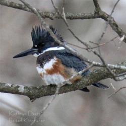 FIRST TUESDAY BIRDING HIKE SERIES – SAC & FOX TRAILHEAD – CEDAR RAPIDS