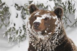 Science for Squirts PM: The Snowy Nap