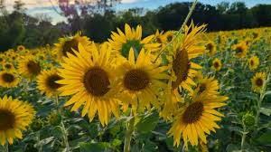 Sunflower food plot