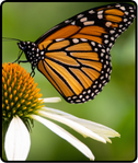 Nature Adventure for Homeschoolers - Monarch Butterfiles