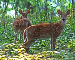Twin Fawns at Moorehead Park