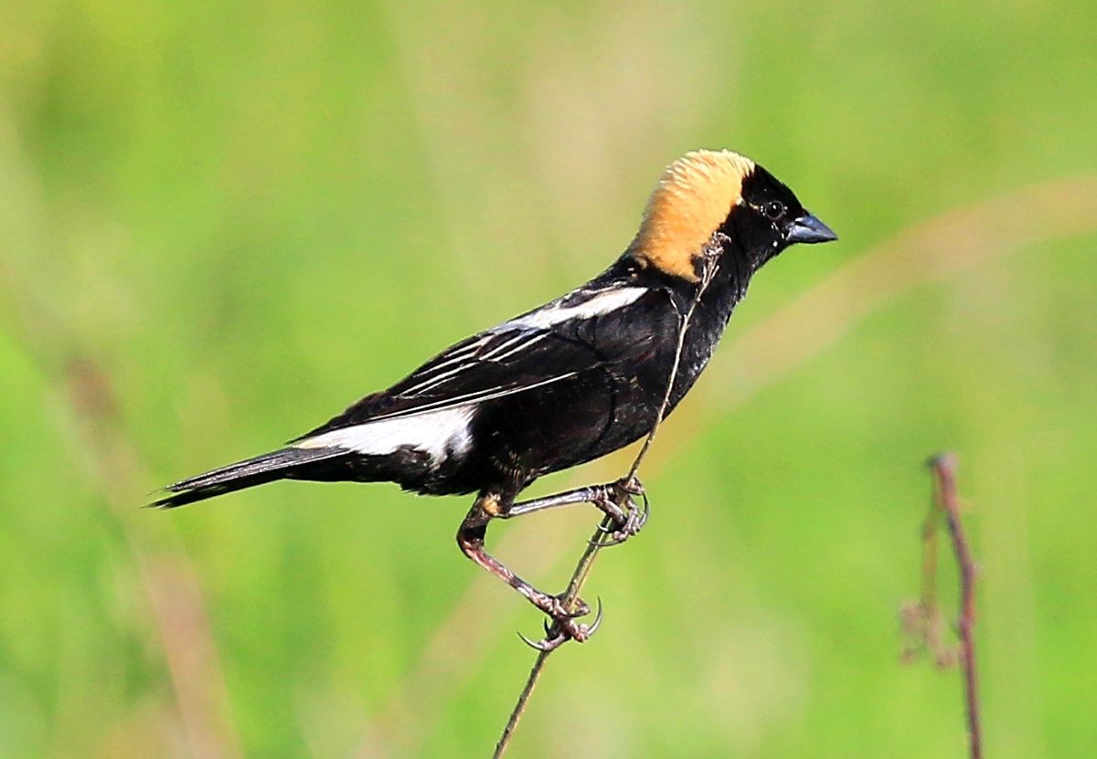 Male bobolink bird at Chipera Prairie