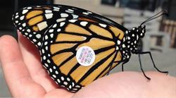 Monarch Tagging