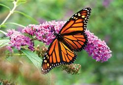 Monarch Magic