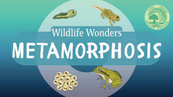 Wildlife Wonders - Metamorphosis