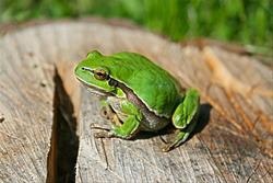 Frogs Adventures