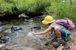 Creek Stomp