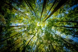 Science for Squirts: Whispering Woods