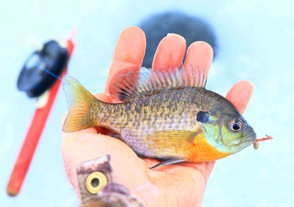 Ice Fishing at Silver Springs Park
