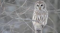 Owl You Need is Love