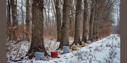 Syrup Tapping