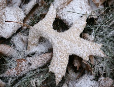 Just a Walk in a Park Series: Night Hike – Wanatee