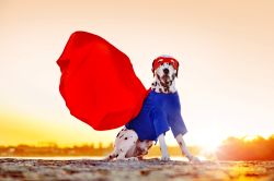 ECO-EXPLORERS: ANIMAL SUPERPOWERS