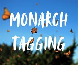 Monarch Tagging