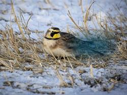 Christmas Bird Count