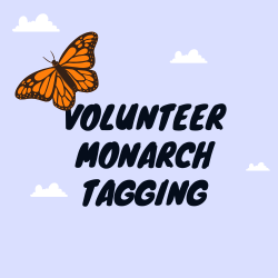 Volunteer Monarch Tagging Event