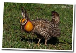9th Annual Prairie Chicken Day